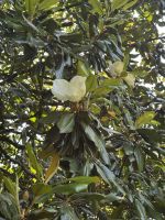 Pazo de Rubianes.JPG