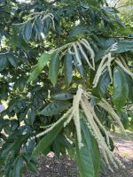 Pazo de Rubianes .JPG