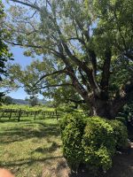 Pazo de Rubianes.JPG