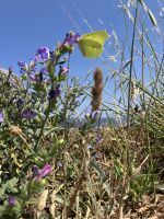 Spanien, Santa Trega