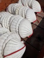 Spanien, Finisterre, Jakobsmuscheln