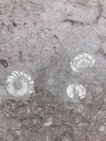 Spanien, Oviedo, Ammoniten