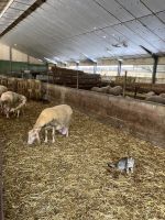 Spanien, Arena de Cabrales, Käserei