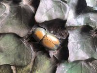 Detail Tür zur Sagrada Familia 