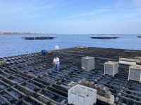 Spanien, O Grove, Muschelzucht