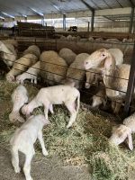 Spanien, Arenas de Cabrales, Käserei El Capriteru