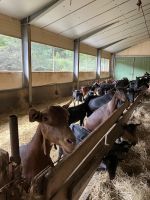 Spanien, Arenas de Cabrales, Käserei El Capriteru