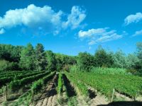 Weinanbau im Penedés Gebiet