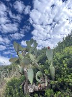 Landschaft, Menorca, Spanien