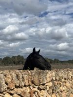 Wanderweg, Pferd, Menorca, Spanien