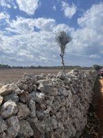 Wanderweg, Landschaft, Mauer, Menorca, Spanien