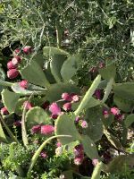 Pflanze, Menorca, Spanien