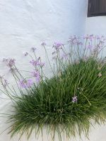 Häuseransichten, Binibequer, Menorca, Spanien