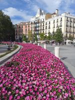 Bunte Blumenstreifen am Plaza de Oriente - Madrid, Spanien
