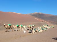 Dromedare/Lanzarote/Kanaren