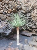 „Jameos del Agua“/Lanzarote/Kanaren