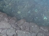 Albinokrebse/„Jameos del Agua“/Lanzarote/Kanaren