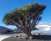 Drachenbaum/Weinregion La Geria/Lanzarote/Kanaren