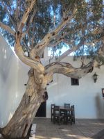 Bodega Rubicón/Weinregion La Geria/Lanzarote/Kanaren