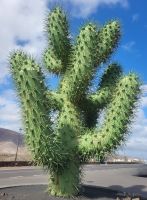 „Jardín de Cactus“, Kakteengarten/Lanzarote/Kanaren