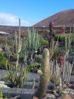 „Jardín de Cactus“, Kakteengarten/Lanzarote/Kanaren