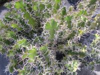 „Jardín de Cactus“, Kakteengarten/Lanzarote/Kanaren