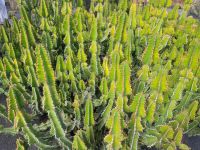 „Jardín de Cactus“, Kakteengarten/Lanzarote/Kanaren