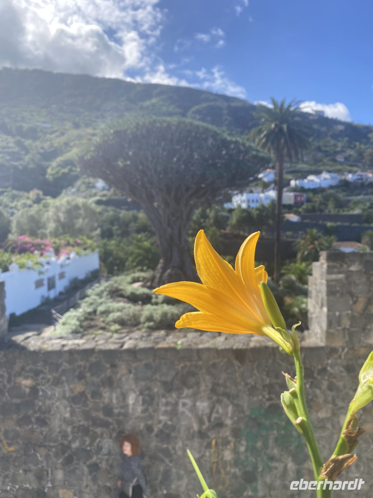 Icod de los Vinos Drachenbaum