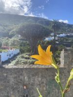 Icod de los Vinos Drachenbaum