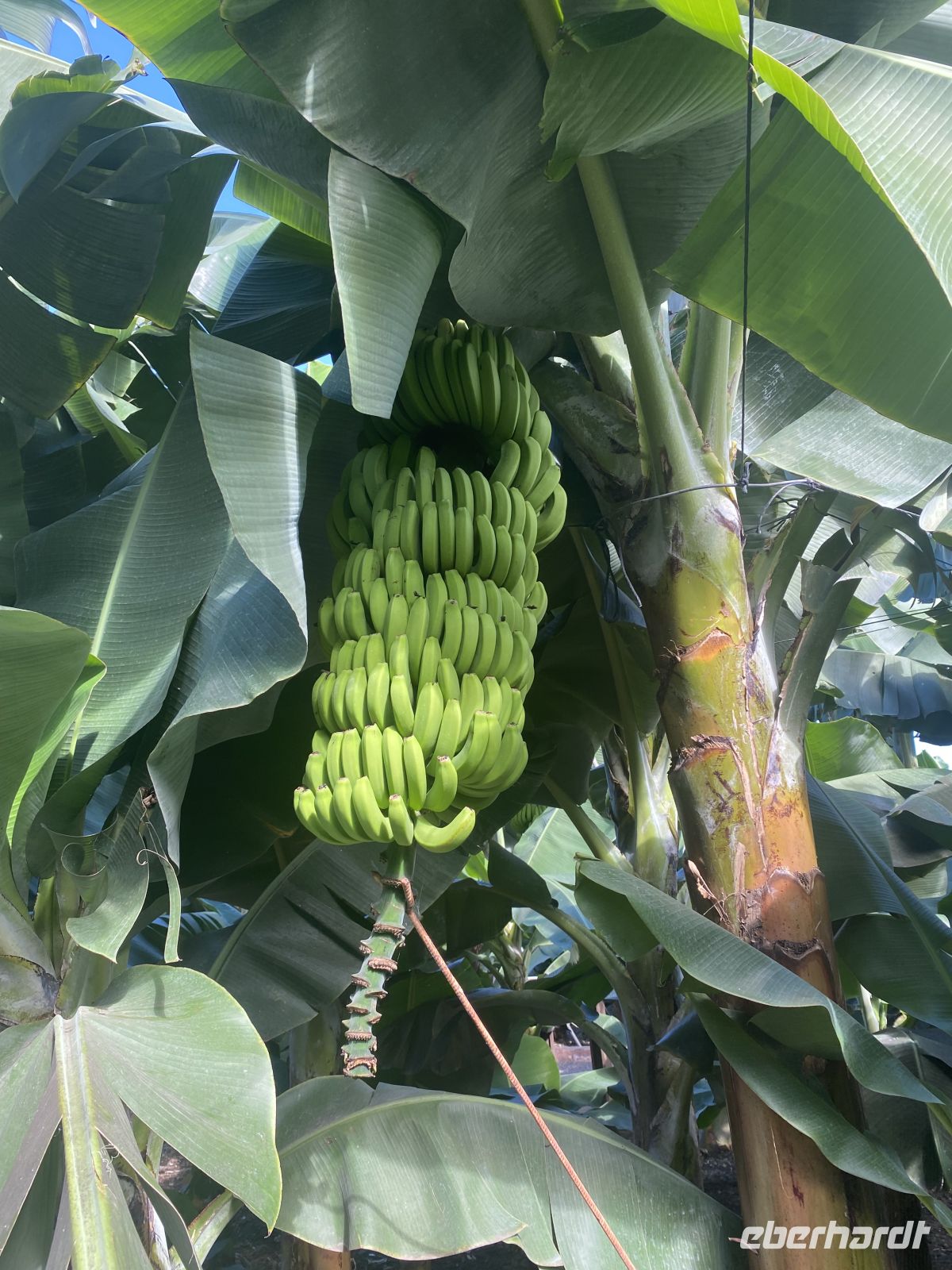 Icod de los Vinos Bananenmuseum