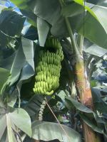 Icod de los Vinos Bananenmuseum