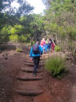 Garajonay Nationalpark/La Gomera/Kanaren