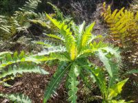 Sonchos (Gänsedistel)/Garajonay Nationalpark/La Gomera/Kanaren