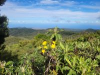 Garajonay Nationalpark/La Gomera/Kanaren