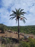 Garajonay Nationalpark/La Gomera/Kanaren