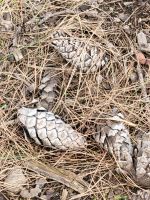 Zapfen der kanarischen Kiefer/Garajonay Nationalpark/La Gomera/Kanaren
