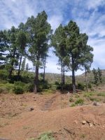 Kanarische Kiefer/Garajonay Nationalpark/La Gomera/Kanaren