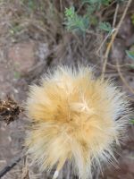 wilde Artischocke/Garajonay Nationalpark/La Gomera/Kanaren