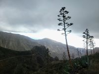 Agave/Mirador de Igualero nach Chipude/La Gomera/Kanaren