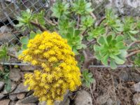 blühende Sukkulente/La Gomera/Kanaren