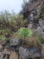 Sukkulente/La Gomera/Kanaren