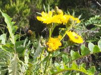 Sonchos (Gänsedistel)/Garajonay Nationalpark/La Gomera/Kanaren