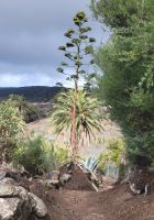 Agave/La Gomera/Kanaren