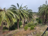 Kanarische Dattelpalme/La Gomera/Kanaren