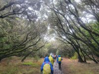 Nebelwald bei Las Hayas/Garajonay Nationalpark/La Gomera/Kanaren