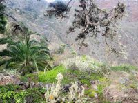 Wanderung von Rosas zum Mirador de Abrante/La Gomera/Kanaren
