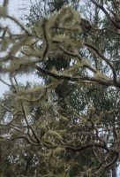 Baumflechten/Wanderung von Rosas zum Mirador de Abrante/La Gomera/Kanaren