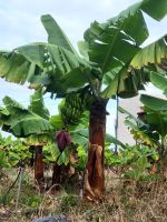 Bananenpflanze/Agulo/La Gomera/Kanaren