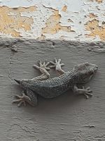 Eidechse/Agulo/La Gomera/Kanaren