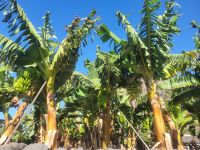 Bananenpflanze/Valle Gran Rey/La Gomera/Kanaren